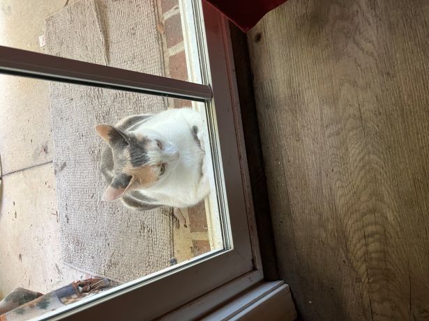 bunny waits.jpg